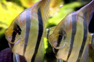 熱帯魚 エンゼルフィッシュの繁殖と産卵方法 熱帯魚 エンゼルフィッシュの飼い方と繁殖 熱帯魚 エンゼルフィッシュは初心者でも飼育しやすいです